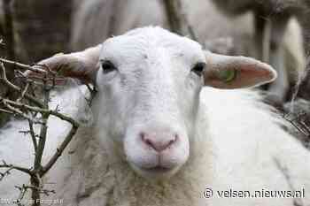 Schapendag op Duin en Kruidberg