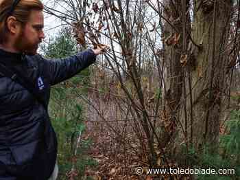 Saving the iconic American chestnut tree is 'not a lost cause'