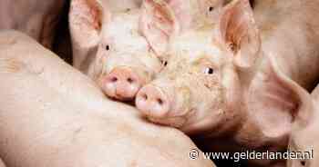 Ondraaglijke varkensstank in cabine dwingt KLM-piloot tot onvoorziene landing