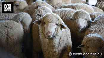 Australian wool production forecast to hit 100-year low