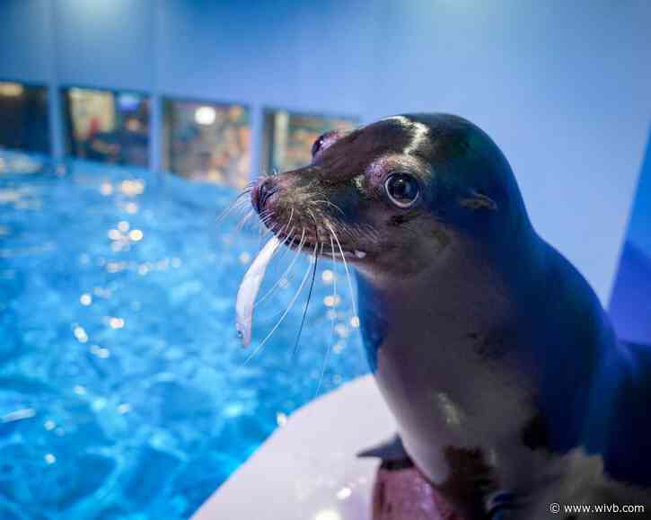 Aquarium of Niagara announces death of California sea lion