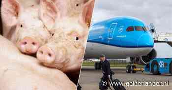 Daar zit een luchtje aan: niet te harden varkensstank in cabine zorgt voor tussenlanding KLM-vliegtuig