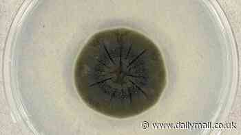 Species in Chernobyl is mutating to 'feed' on nuclear radiation