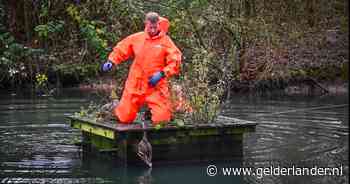 Eend met kop vast in vlonder: brandweer Westervoort brengt redding