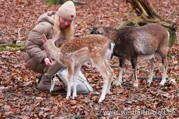 Damwild-Kalb Linus entwickelt sich prächtig