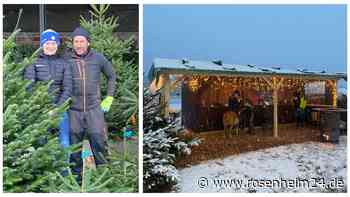 „Man braucht mehrere Standbeine“: Wie Christbäume bei Familie Paul die Milchkuh möglich machen