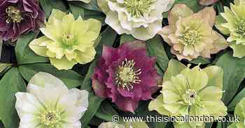 Hellebore 'Double Ellen' Mix is a spring garden must-have!