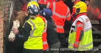 Howard the horse rescued by Cambridgeshire firefighters after getting stuck between walls