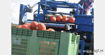 "Ondanks mindere opbrengst houden pompoen zich heel goed in bewaring dit seizoen"