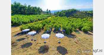 Meer volumes en goede vraag vanuit Europa naar Turkse granaatappelen