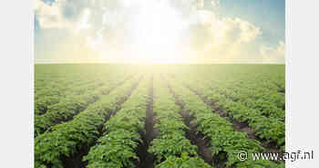 Vooruitgang in onderzoek naar hittebestendige aardappelrassen