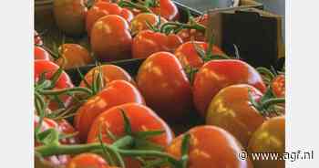 Tomatenprijs vindt weg omhoog weer