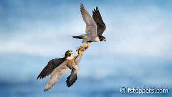 Mastering Action Shots: Sharp Photos and Smarter Autofocus