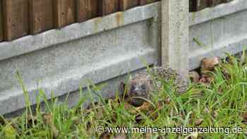 Igel im Garten: Deshalb ist ein Loch im Zaun sinnvoll
