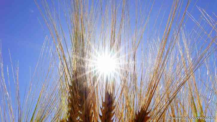 Al 9 dagen geen zon gezien: hier wat lichtpuntjes om je op te vrolijken
