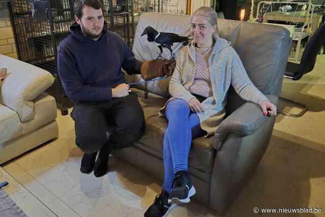 Nieuwe wetgeving doet Shauny (32) en Wesly (44) hun geliefde roofvogels verkopen: “Langer ondervraagd dan een moordenaar”