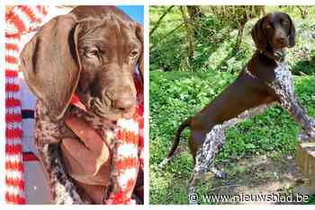 Gezin zoekt al zes maanden wanhopig naar vermiste hond Wally: “Onzekerheid is hartverscheurend, maar we hopen alsnog op een kerstwonder”