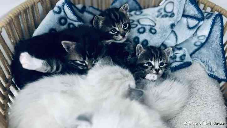 Cat adoption centre, thrift store set to open in Abbotsford in 2025