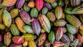 Schlag für Schokoladenhersteller: Kakaopreis auf Acht-Monats-Hoch