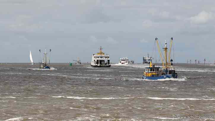 Groot onderzoek naar herstel schelpdierbanken Waddenzee