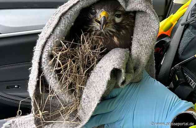 POL-DA: Südhessen/ A5: Streife rettet verletzten Mäusebussard von Straenrand