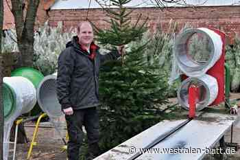 Ran an die Tannen: Wir verlosen fünf Weihnachtsbäume