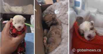 ‘Race against time’: Orphaned newborn puppies get help from Ontario community