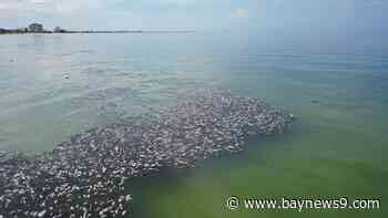DOH-Hillsborough issues red tide health alert for Mullet Key