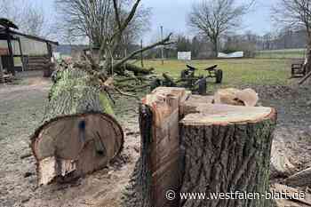 Unfall in Ummeln: Zehnfacher Vater stirbt beim Baumfällen
