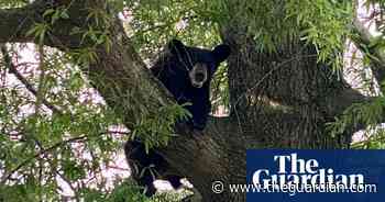 Virginia man dies after bear shot in tree falls on him