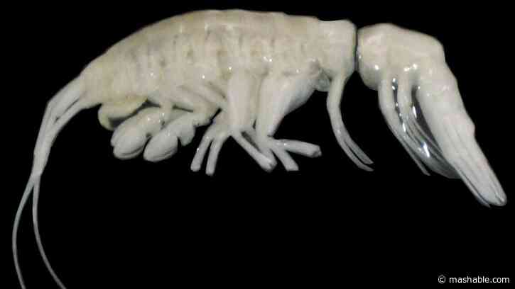 26,000 feet undersea, scientists find a ghostly predator