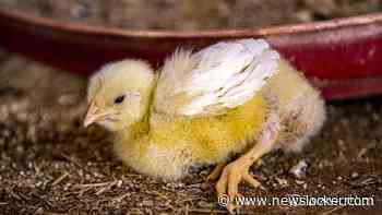 Man (35) in India slikt levend kuiken door en overlijdt door verstikking