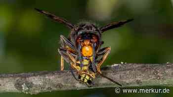 „Das sind richtige Maschinen“: Neue Hornissen-Art entwickelt sich zur massiven Bedrohung