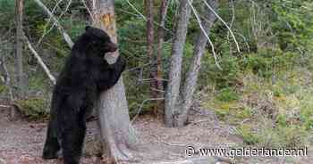 In boom doodgeschoten beer valt op jager, man overlijdt ook