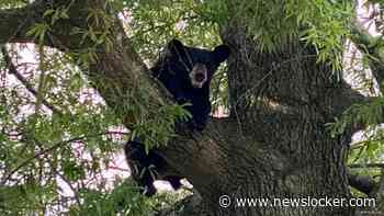 Amerikaan overlijdt nadat uit boom geschoten beer bovenop hem terecht komt