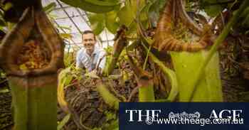 Hidden deep in a jungle, there is a big, furry, shellfish-munching plant. An Australian found it