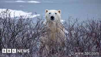 Trouble in Arctic town as polar bears and people face warming world