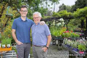 Dawson’s evergreen in garden sector