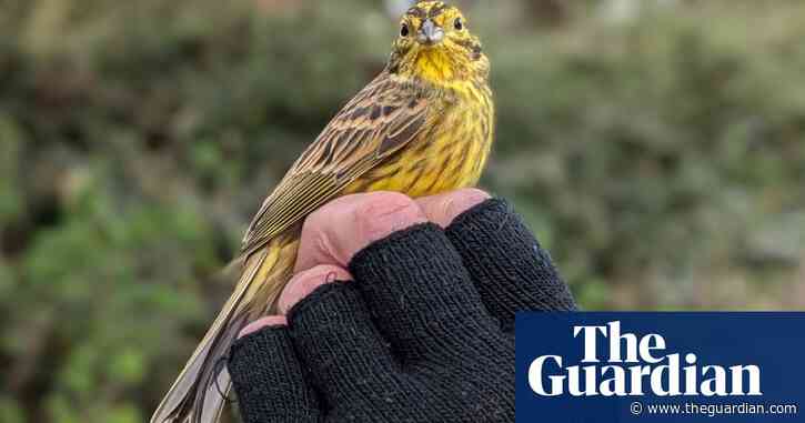 Country diary: A handful of summer on a frosty day | Nic Wilson