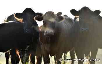 UK scientists awarded grants to advance two cattle vaccines
