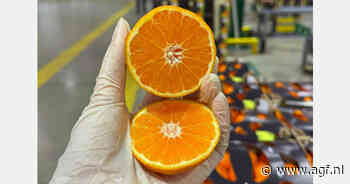 Ontziltingsinstallatie effent weg voor Berkane's terugkeer in mondiale AGF-sector