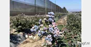 "Groei van Peruaanse blauwe bessensector is geen toeval"