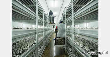 Strotekort uitdaging Spaanse champignonsector