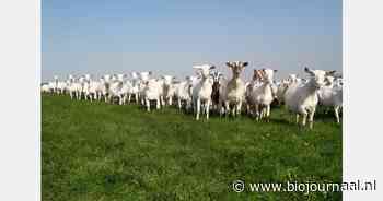Organic Goatmilk Coöperatie introduceert melk van volledig antibioticavrije geitenhouderijen