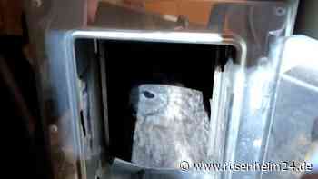 Komischer Kauz - Feuerwehr rettet Vogel aus Kaminofen