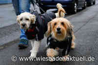 Seuche greift weiter um sich: Neue Maßnahmen und Strafen für Verstöße gegen die Leinenpflicht