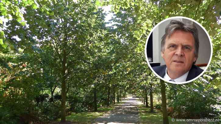 Markante lindebomen blijken fout gekweekt en worden gekapt