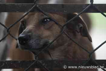 Maasmechelse krijgt 8.000 euro boete voor het kweken en verwaarlozen van honden