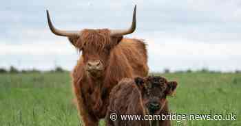 Owners of highland cow experience win fight to sell alcohol in move that divided village