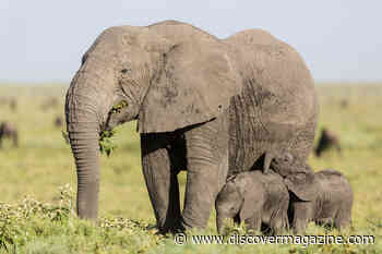 Why It’s Remarkably Rare for Elephants to Give Birth to Twins